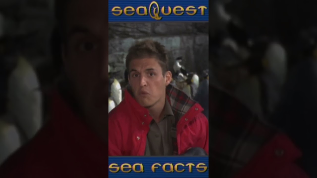 SeaQuest DSV Gets A Guest Star