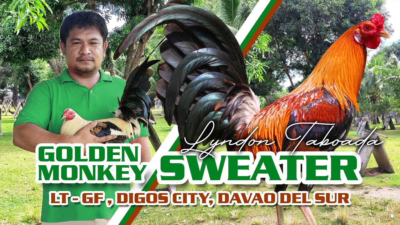 FARM VISIT: GOLDEN MONKEY SWEATER - Mr. Lyndon Taboada of LT Farm