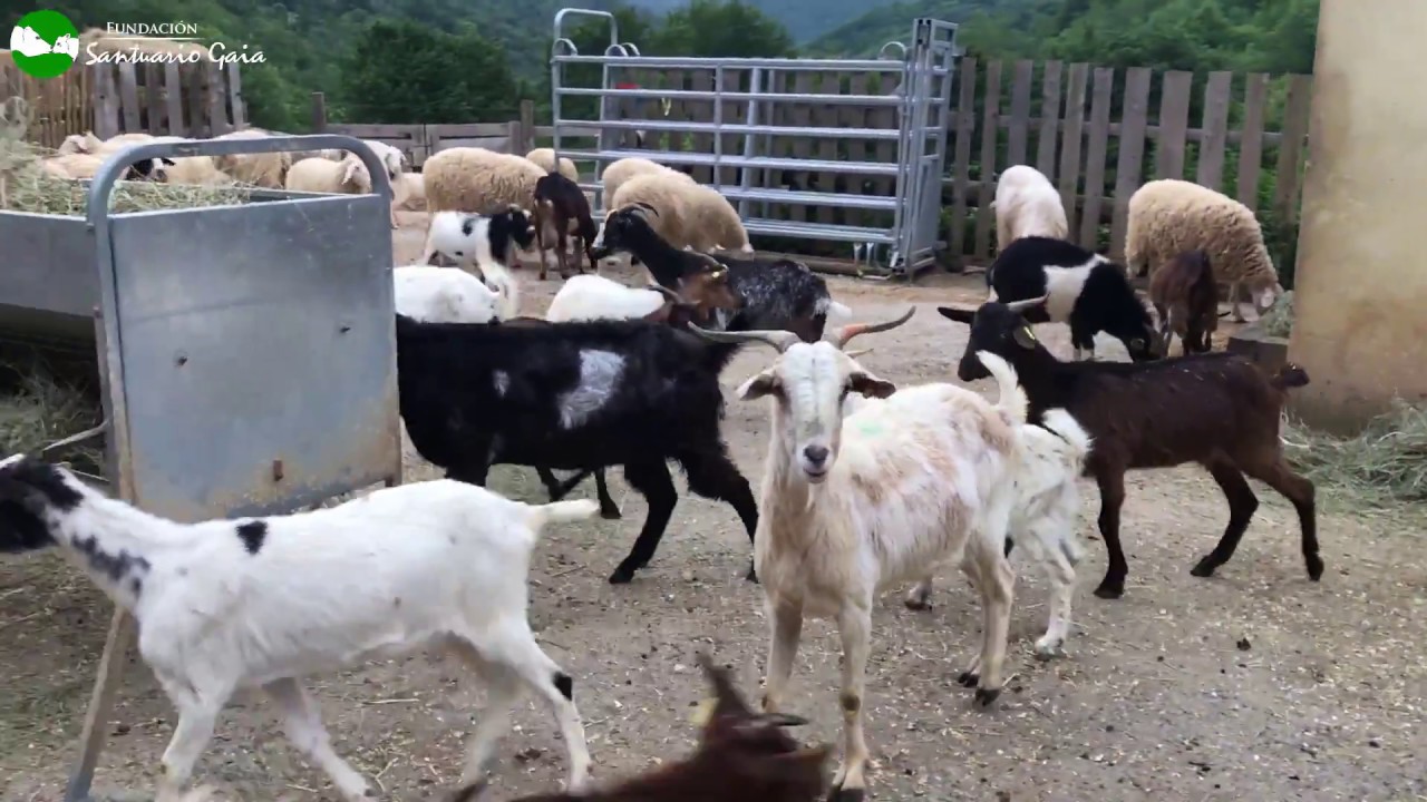 Las cabras rescatadas en Huesca conviven con el resto de ovejas y cabras