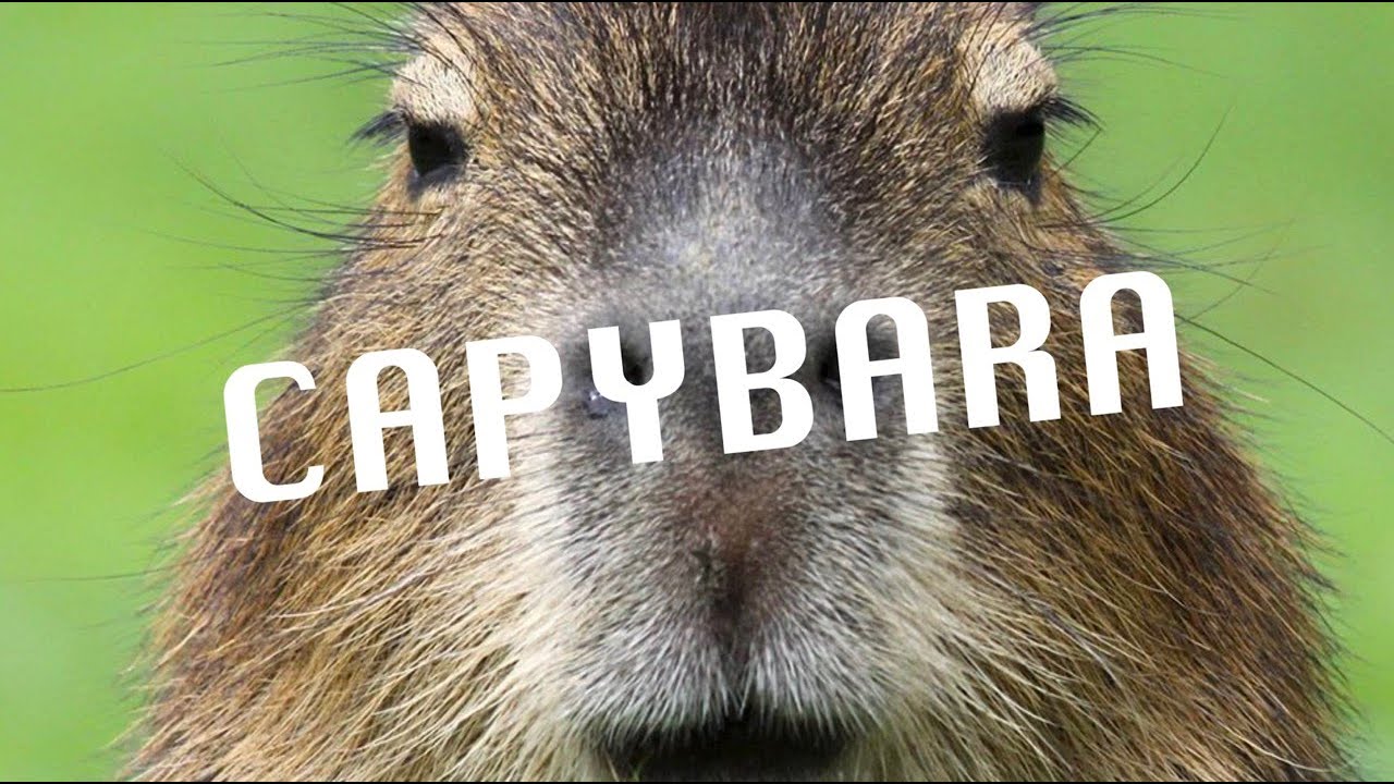 capybara lyric video