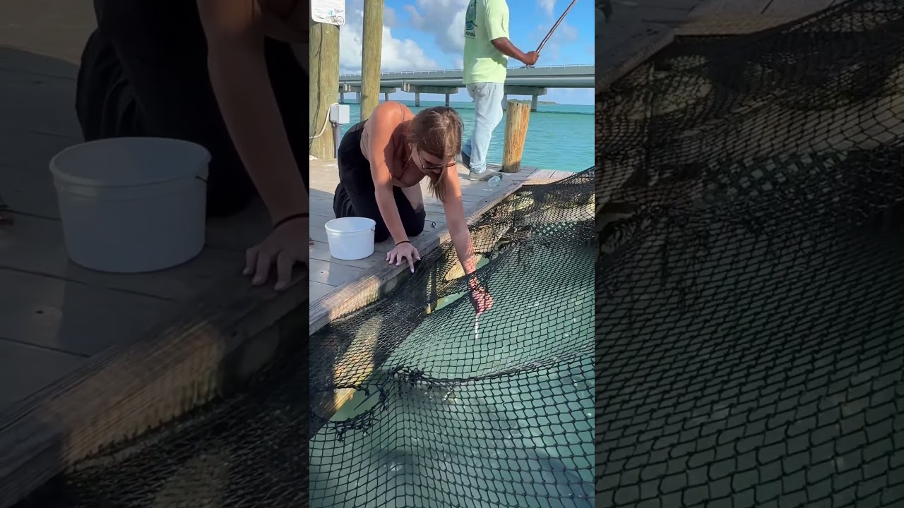Tarpon almost got me #shorts