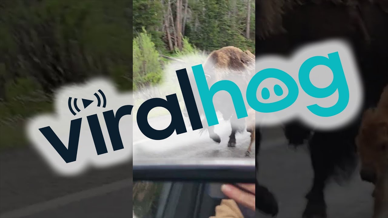Yellowstone Bison Given Police Escort || ViralHog