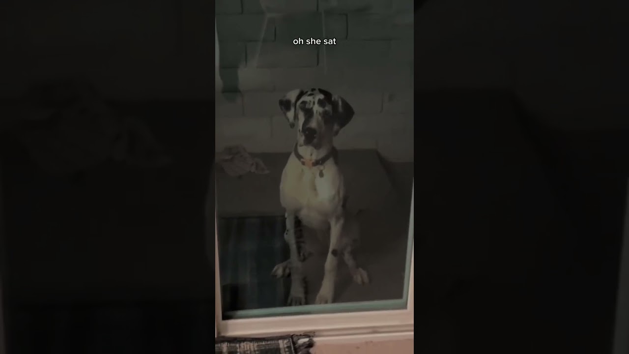 Is My Puppy Is A Skinwalker ?? 🐶🧍 w OnlyJayus - #Shorts