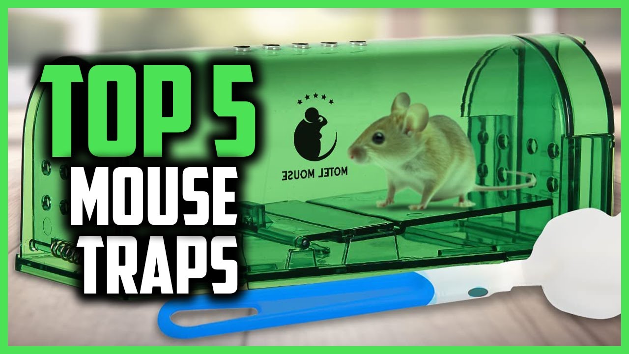 ▶️ The 5 Best mouse traps in 2024
