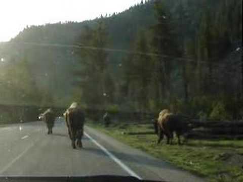 Buffalo Escort