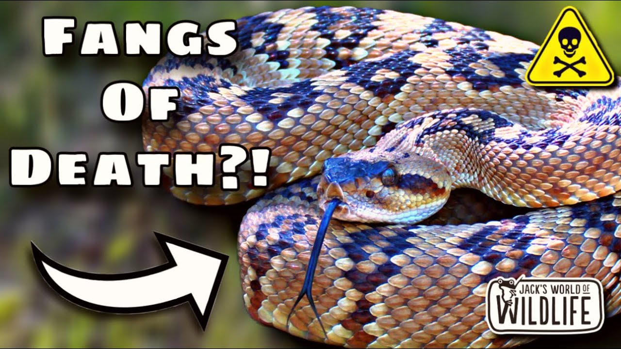 How DEADLY Is The BITE Of The BLACK-TAILED RATTLESNAKE!?