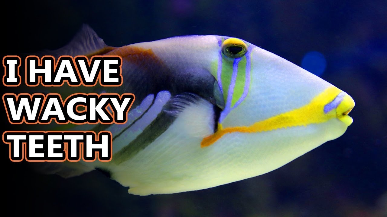 Triggerfish (humuhumunukunukuapua'a) facts: just try saying their name | Animal Fact Files