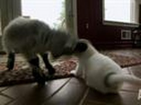 Pipsqueak Headbutts Puppies | Too Cute!
