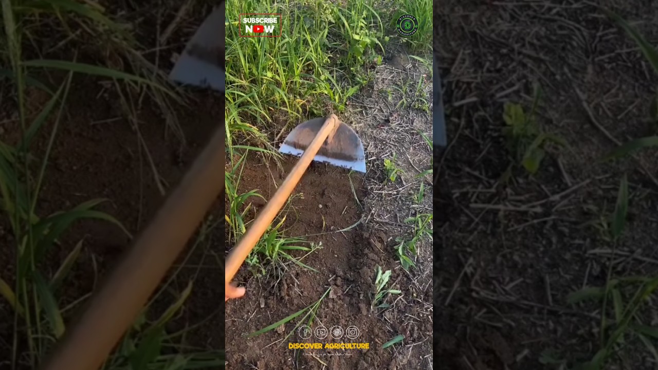 Best Weeding Spade Tool in the Market | Amazing Spade for Farmers and Gardeners