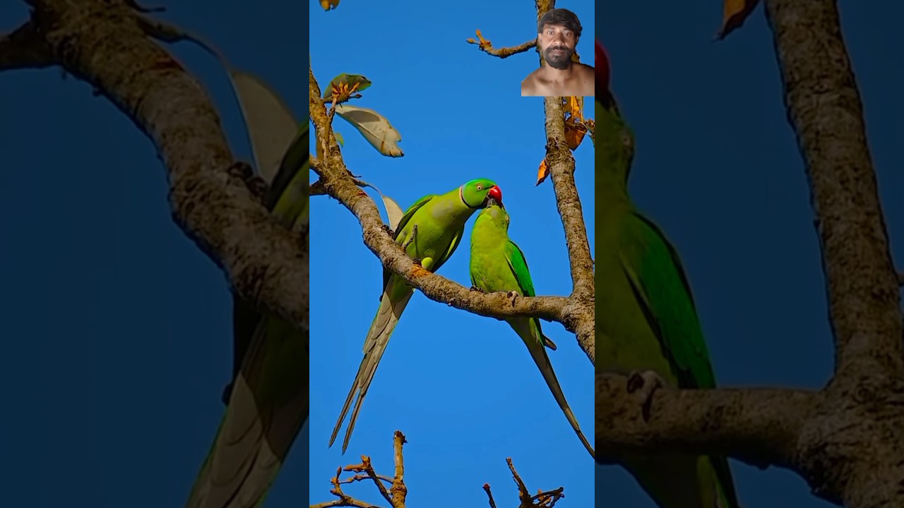 🔥💋ভালোবাসা একেই বলে animal love story 💖🔥 #shorts #trending #youtubeshorts