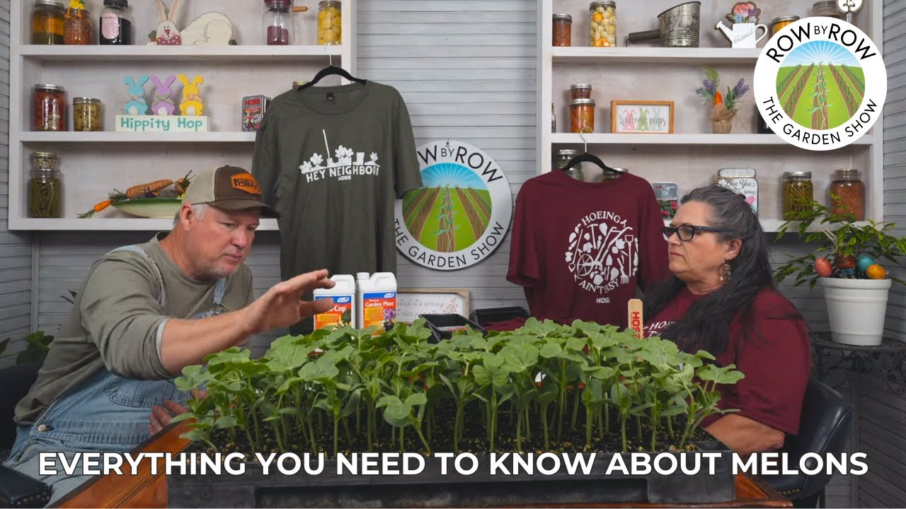 How To Successfully Grow Melons!
